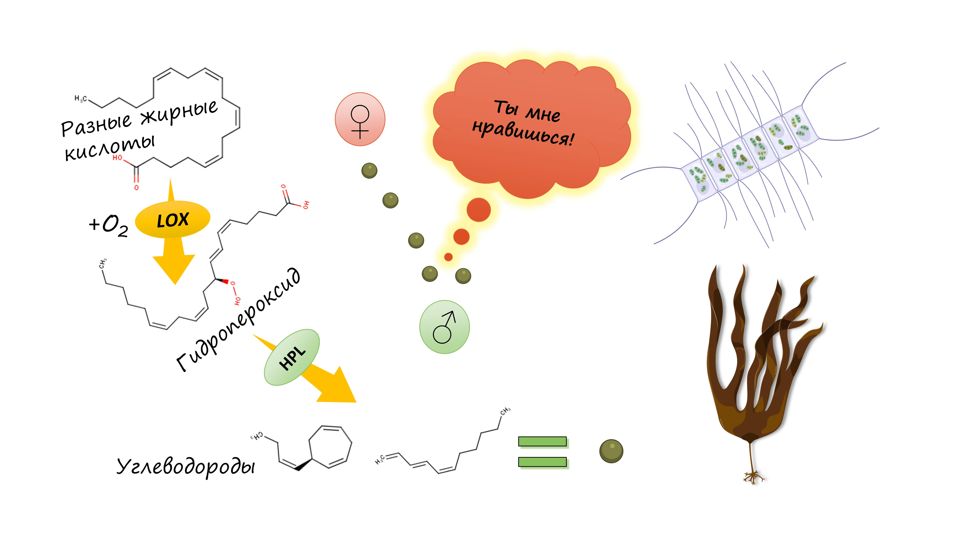 У бурых и диатомовых водорослей есть нетипичные производные оксилипинов углеводородной структуры