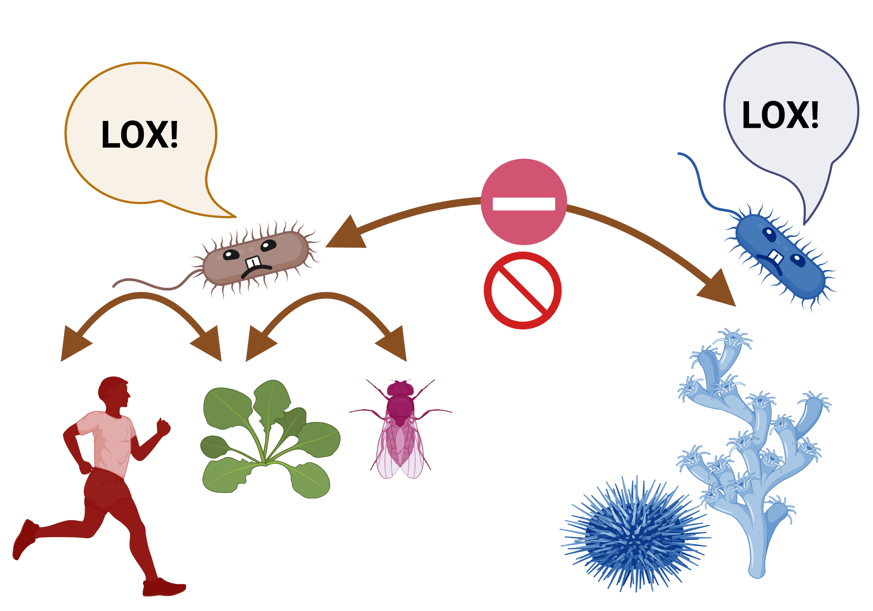 Бактерии с липоксигеназой могут «перепрыгивать» между растениями, людьми и насекомыми