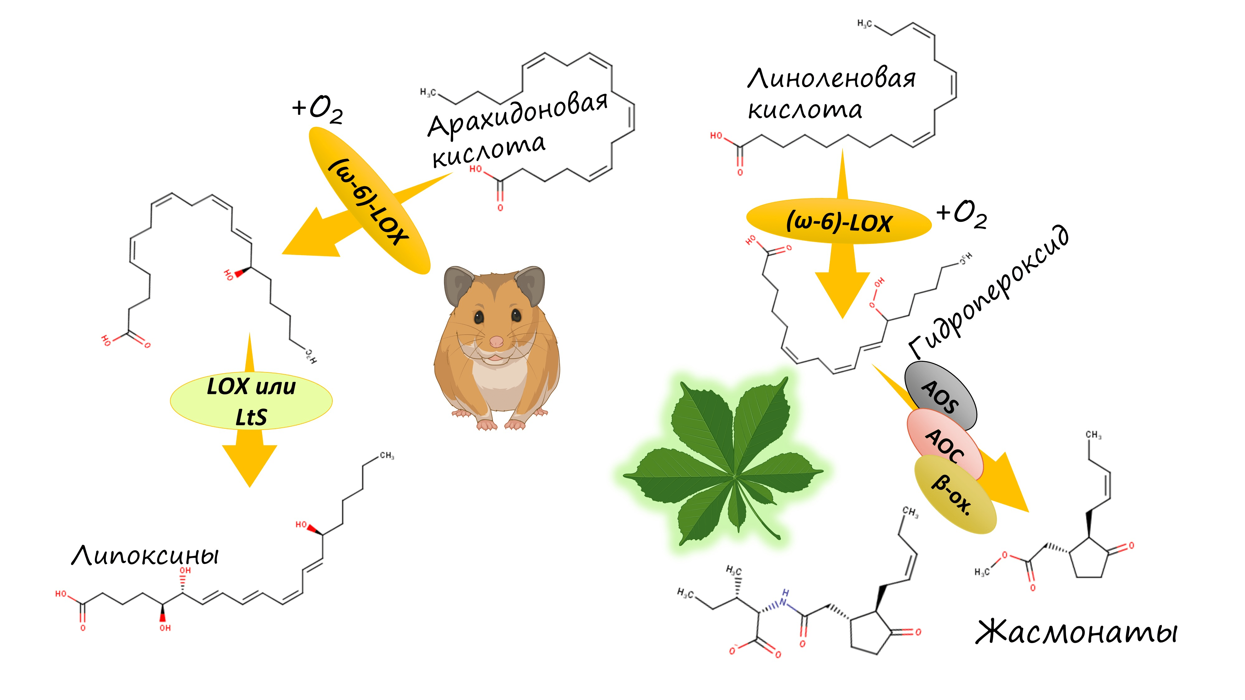 (ω-6)S-липоксигеназы запускают биосинтез липоксинов в организме позвоночных и биосинтез жасмонатов в организме растений