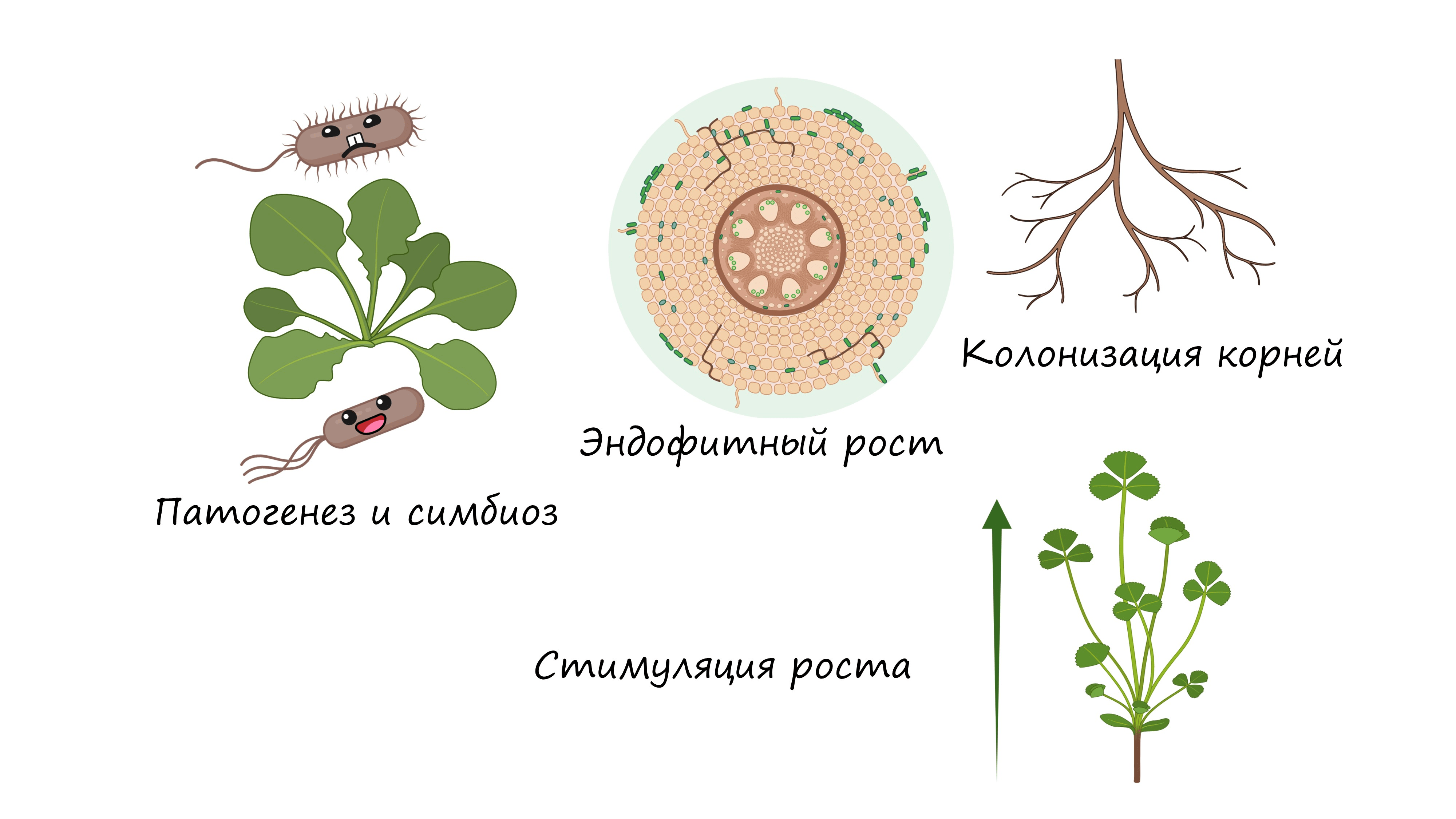 Обобщенный «портрет» бактерий с липоксигеназой, колонизирующих растения