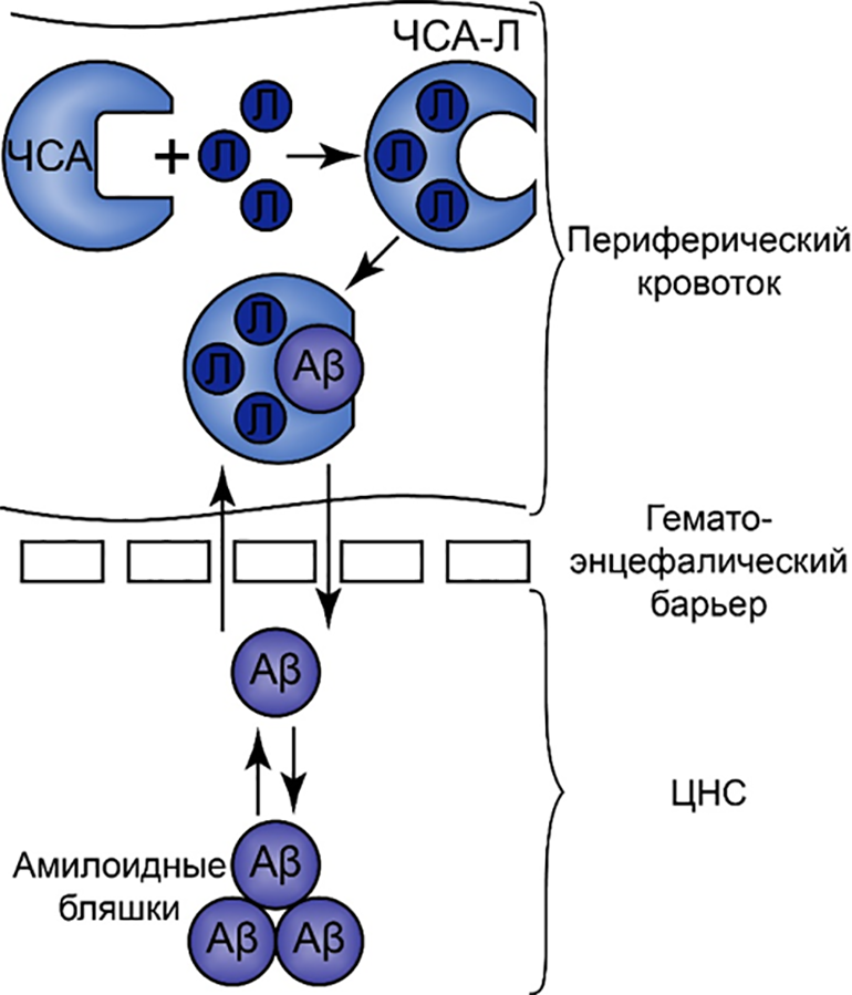 Схематическое представление взаимодействия ЧСА с некоторыми лигандами (Л), приводящее к повышению его сродства к Aβ