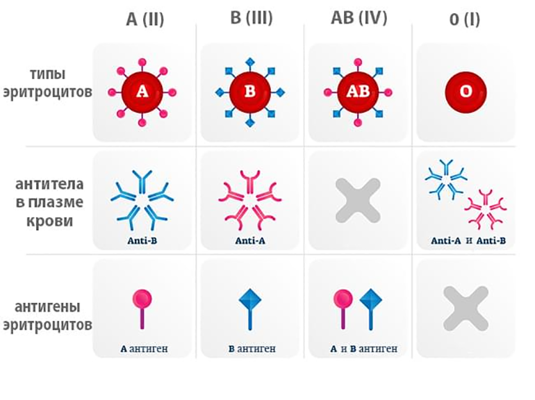Эритроциты, антигены и антитела разных групп крови