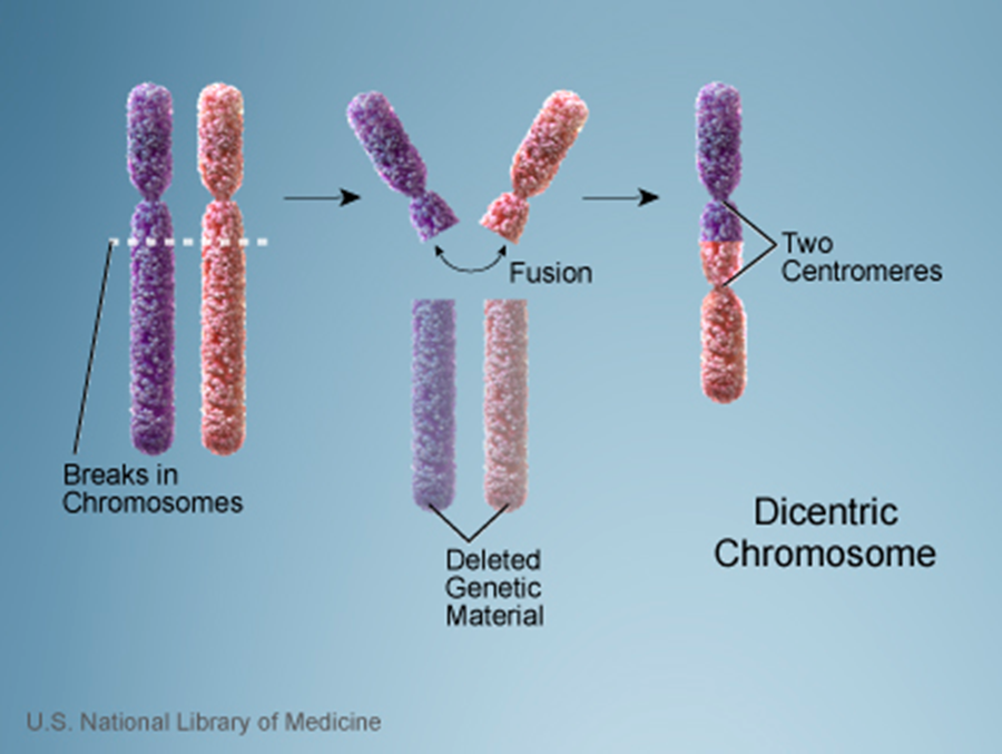 Схема возникновения нестабильной хромосомной аберрации (НХО) — дицентрика