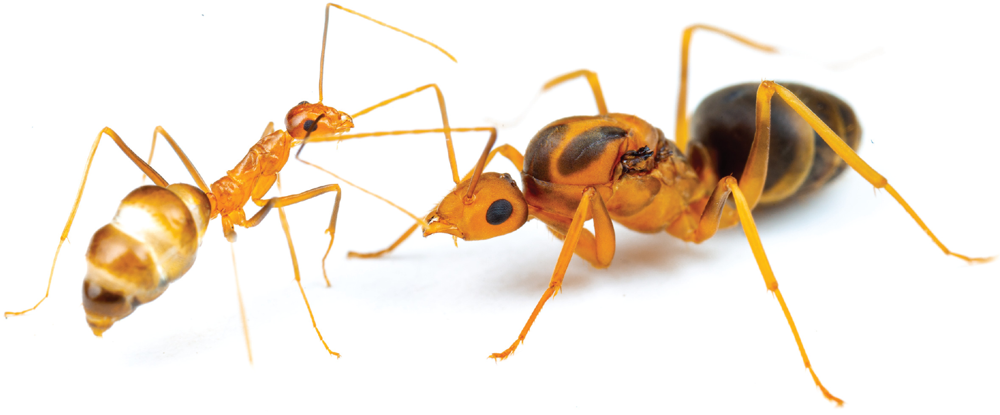 Желтые сумасшедшие муравьи