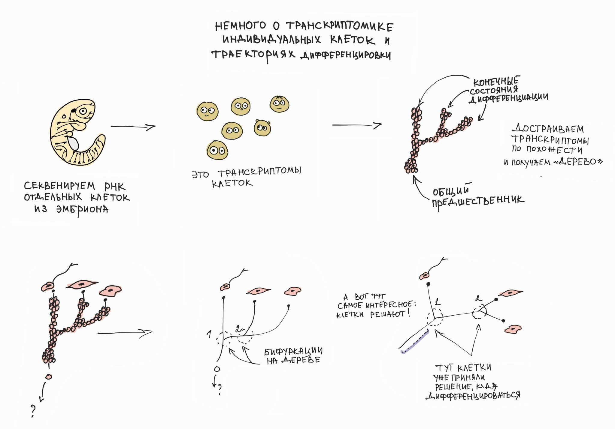 Транскриптомика индивидуальных клеток и выборы-бифуркации на дереве транскриптомных состояний клеток