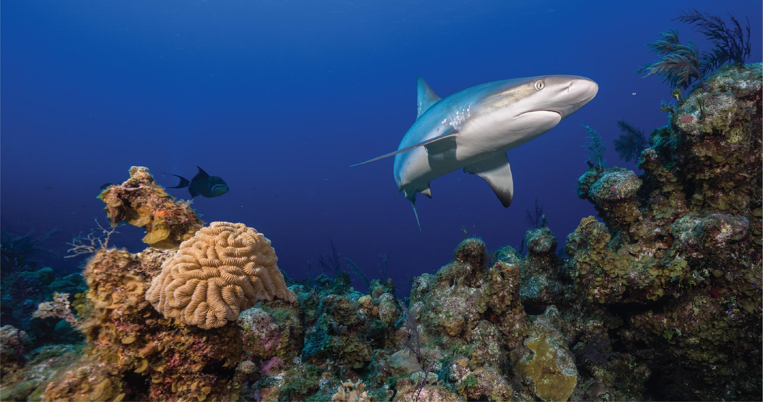 Карибская рифовая акула (Carcharhinus perezi), численность популяции которой находится под угрозой