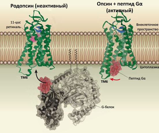 Активация G-белоксопряжённых рецепторов