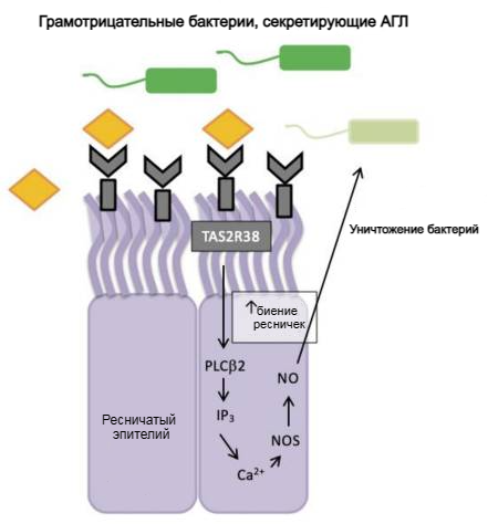 Регуляция рецептора горького вкуса TAS2R38 во врожденном иммунитете синоназального эпителия человека