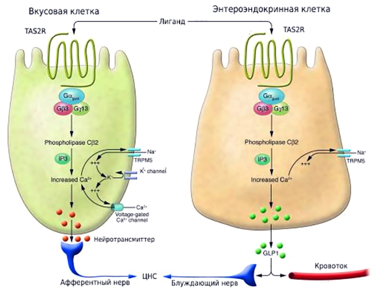 Сходство и различие в механизмах восприятия горьких веществ, рецепторами языка и энтероэндокринных клеток кишечника
