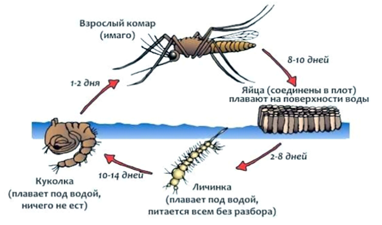 Жизненный цикл малярийного комара