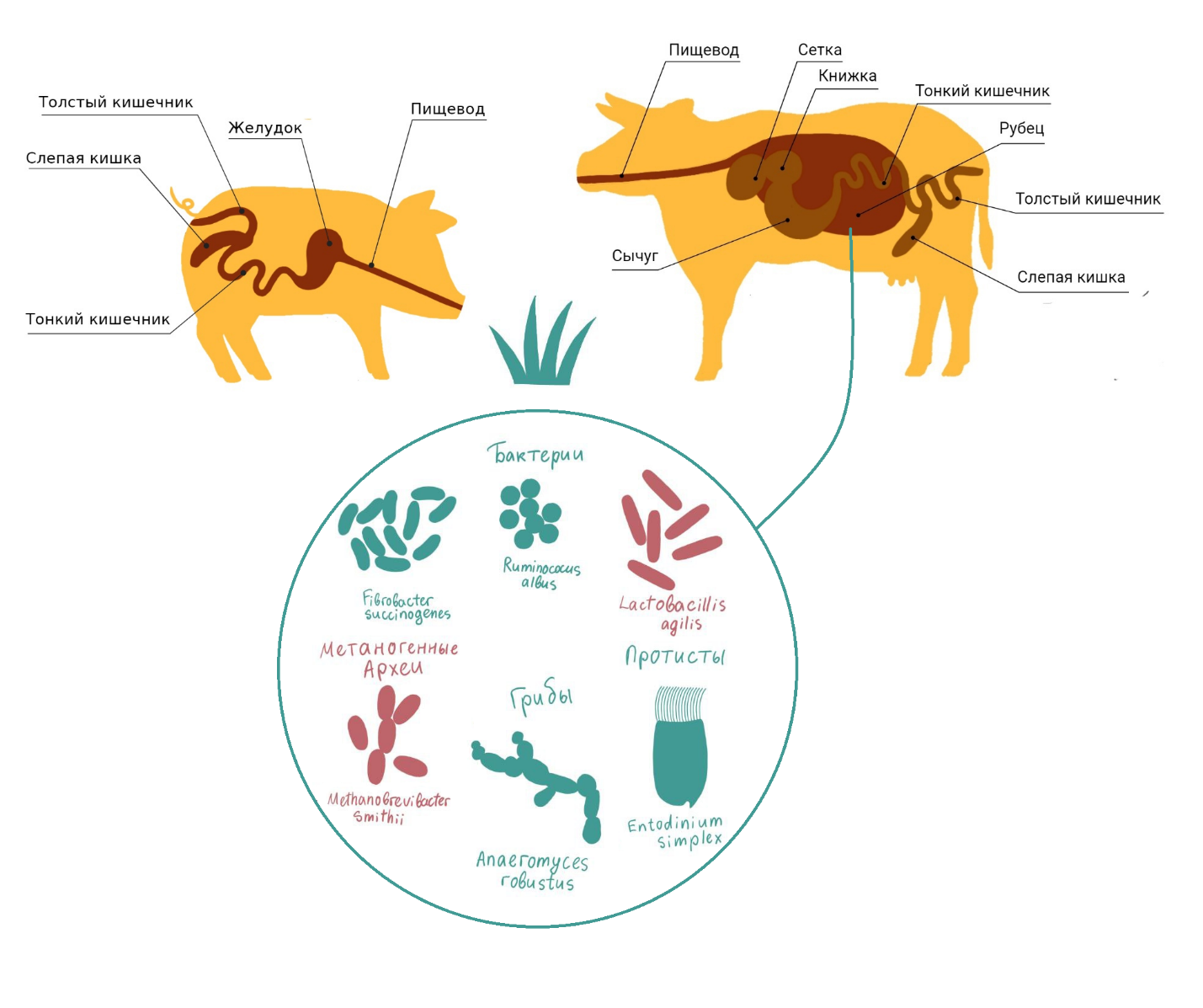 Строение пищеварительной системы жвачного и моногастричного животного; представители микрофлоры рубца жвачного. 