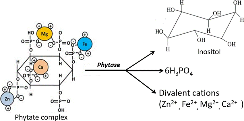 Строение фитатного комплекса и реакция, катализируемая фитазой