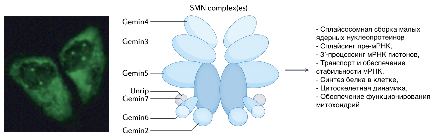 Состав и функции белка SMN в клетках человека