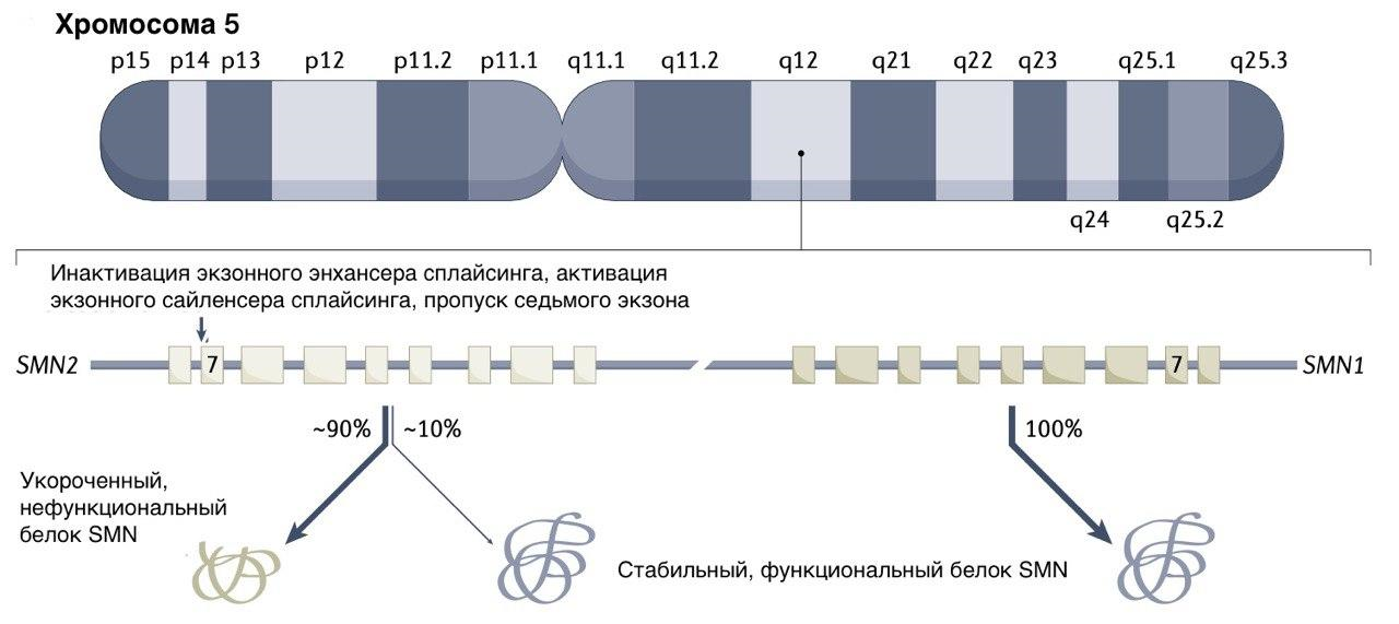 Схематичное изображение работы генов SMN1 и SMN2 человека на пятой хромосоме
