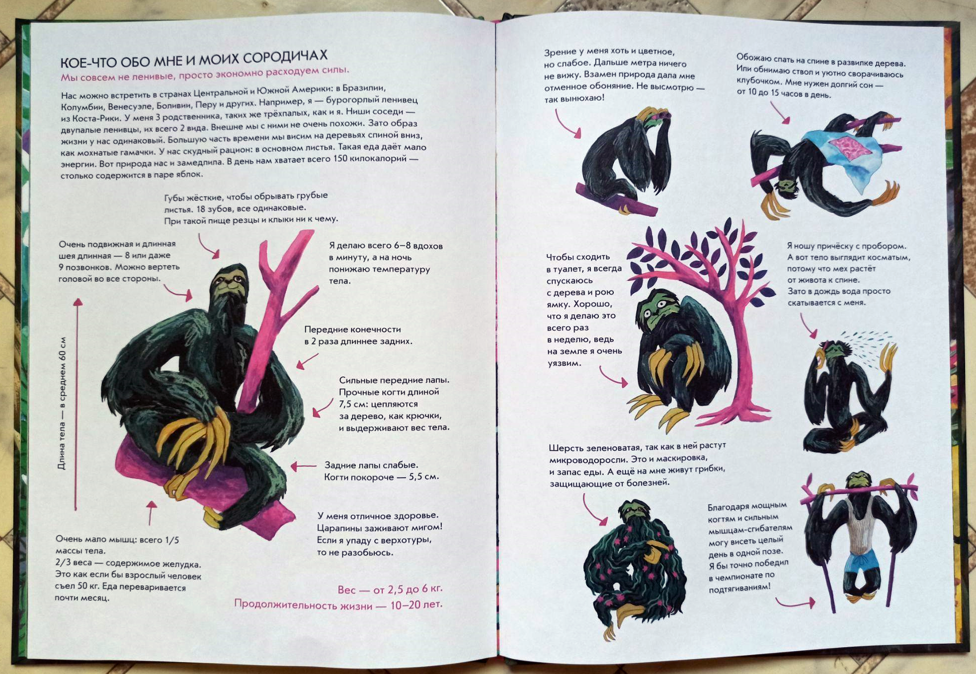 Разворот книги с рассказом о ленивцах