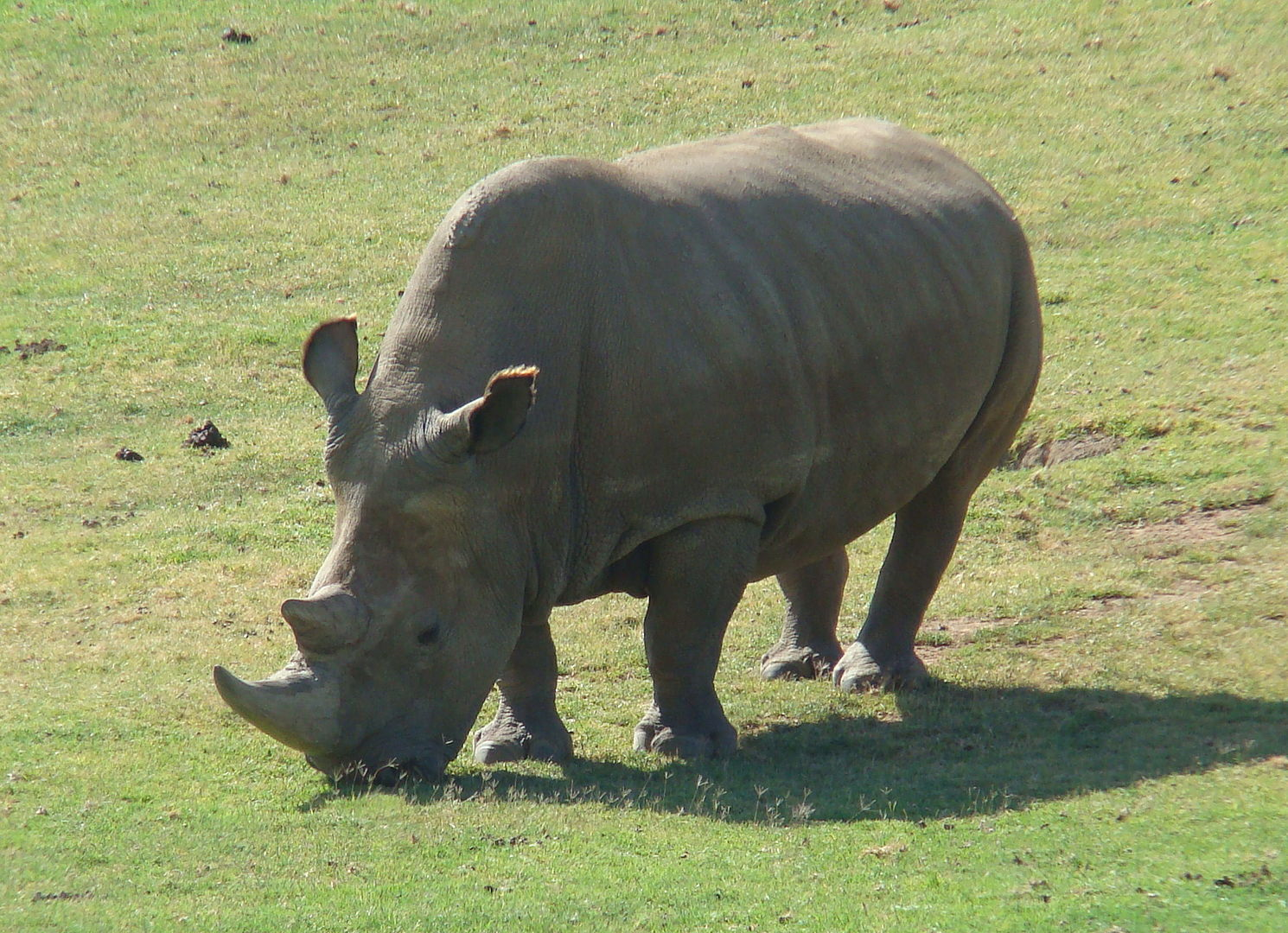 Северный белый носорог Ангалифу