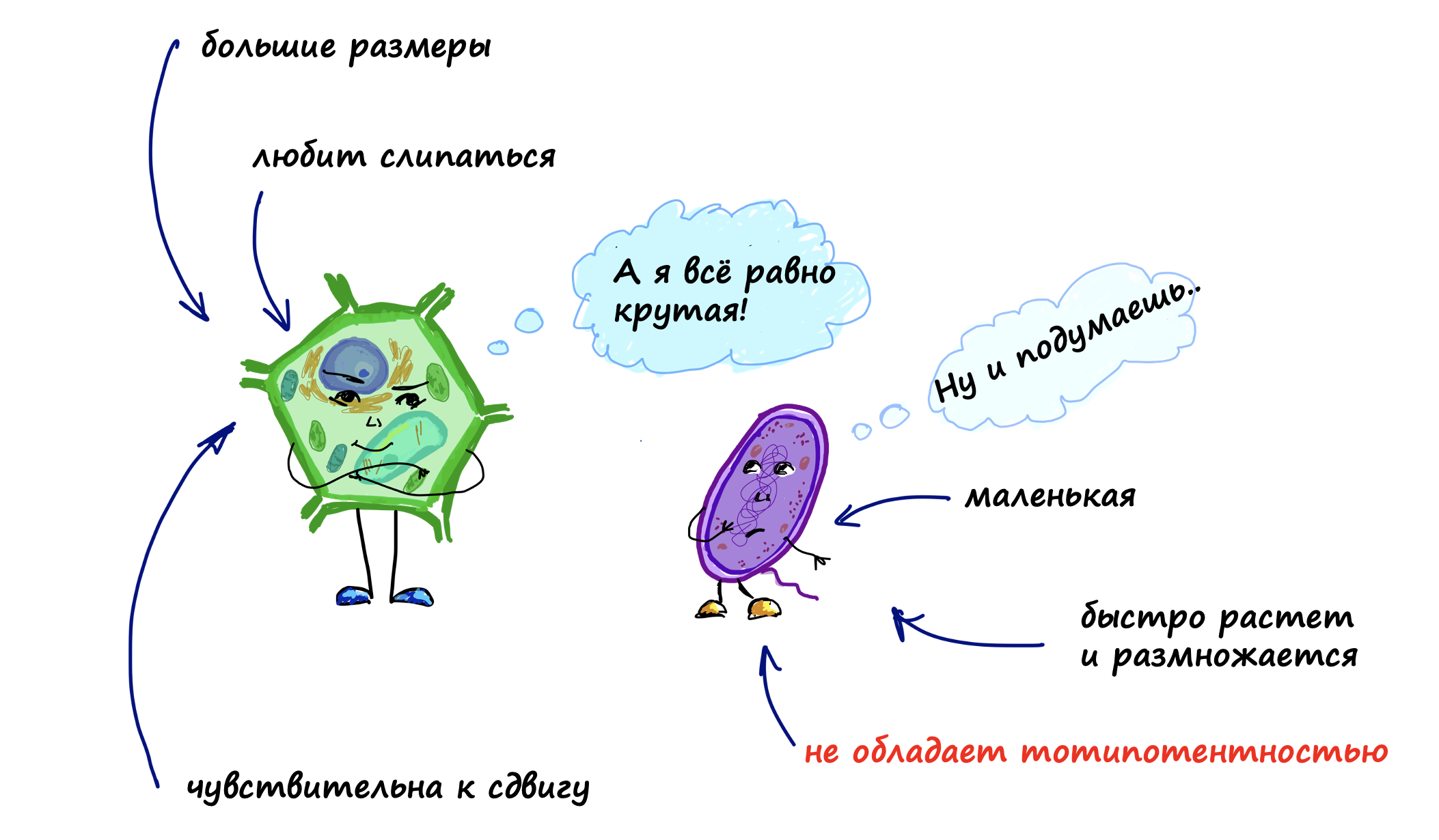 Растительная клетка vs бактериальная клетка