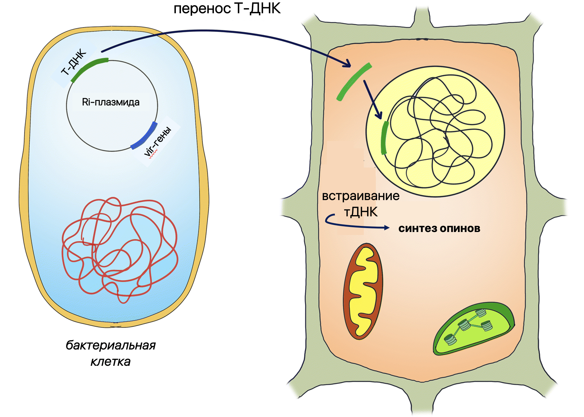 Схема клеточного механизма трансформации клетки растения-хозяина с помощью Agrobacterium rhizogenes 