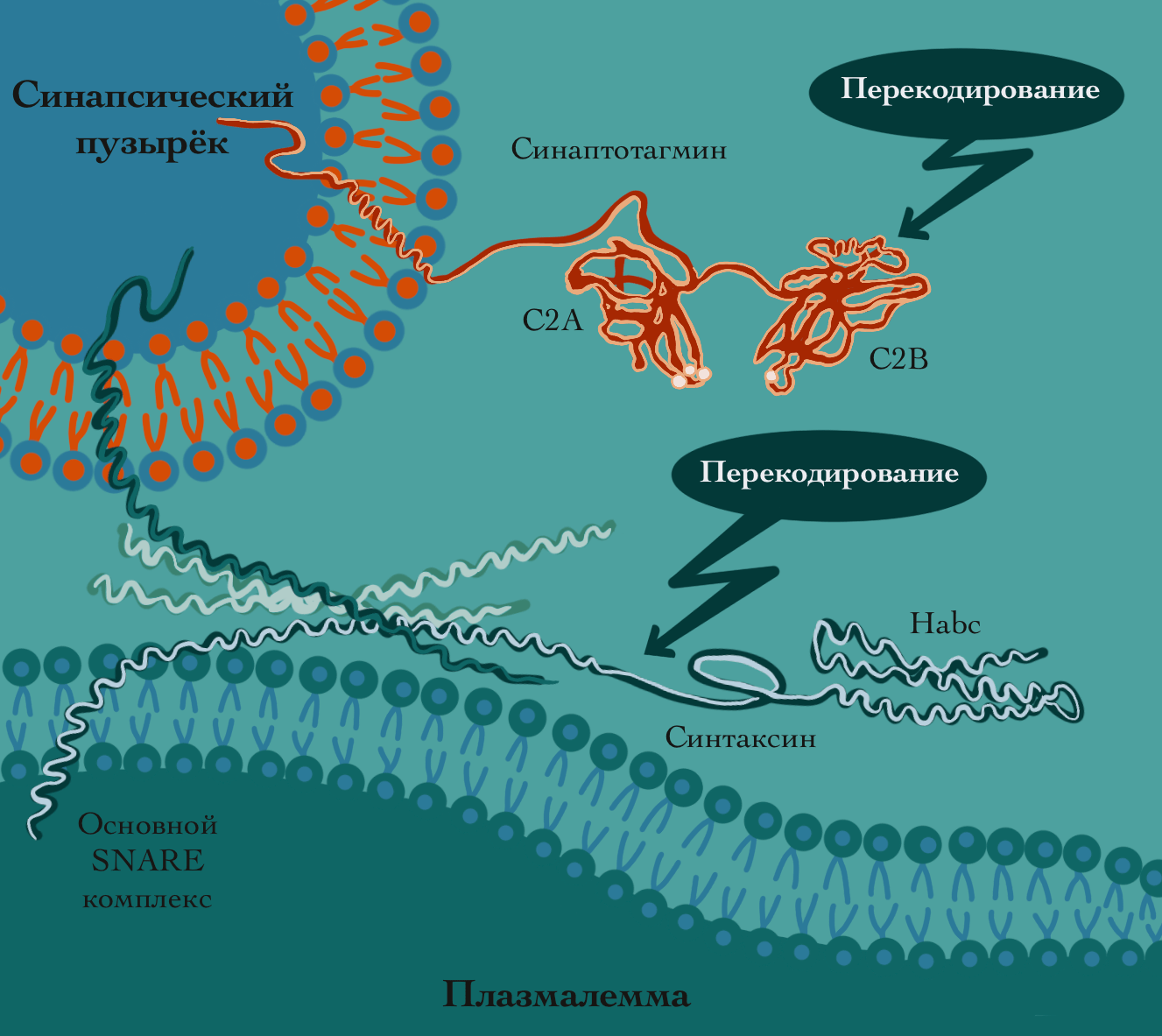 SNARE-комплекс, обеспечивающий слияние синаптических пузырьков с пресинаптической мембраной
