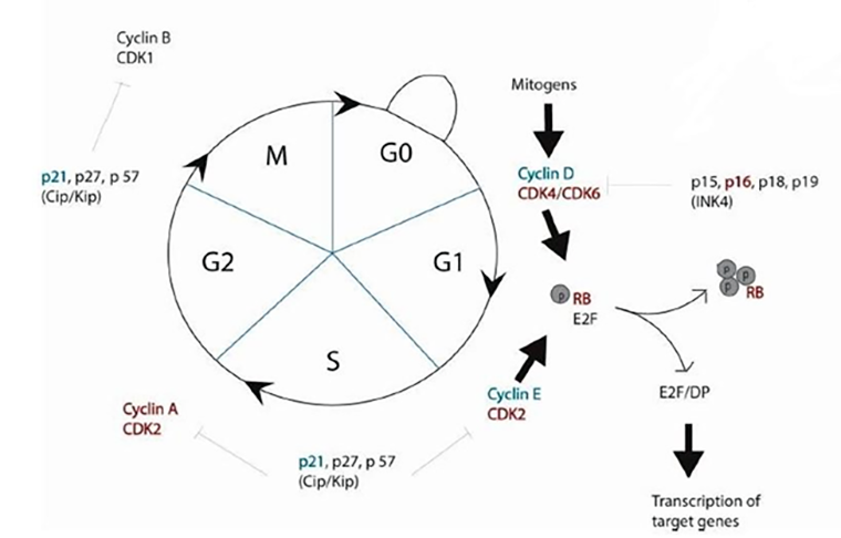 Схема клеточного цикла и регуляторных молекул