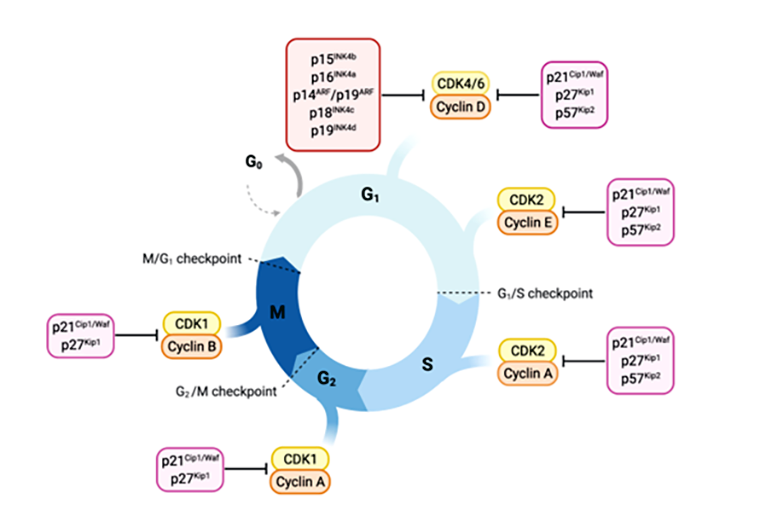 Обзор регуляторов клеточного цикла