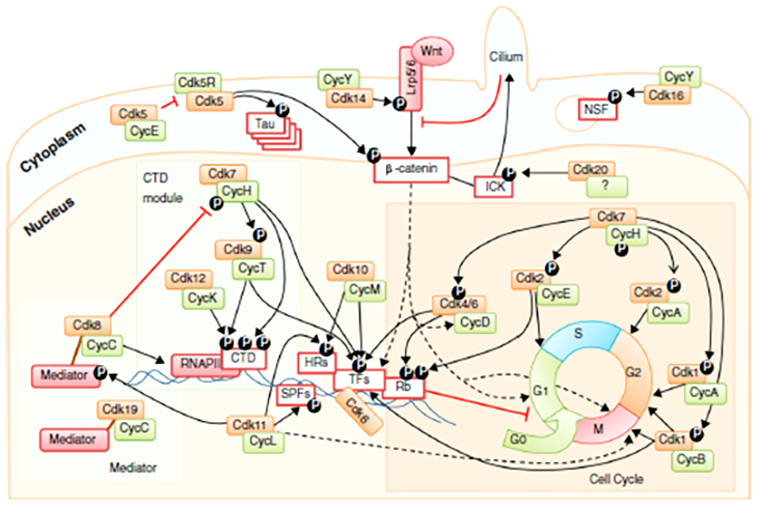 Схема функций и взаимодействия циклинов, циклинзависимых киназ и CKI в клетке