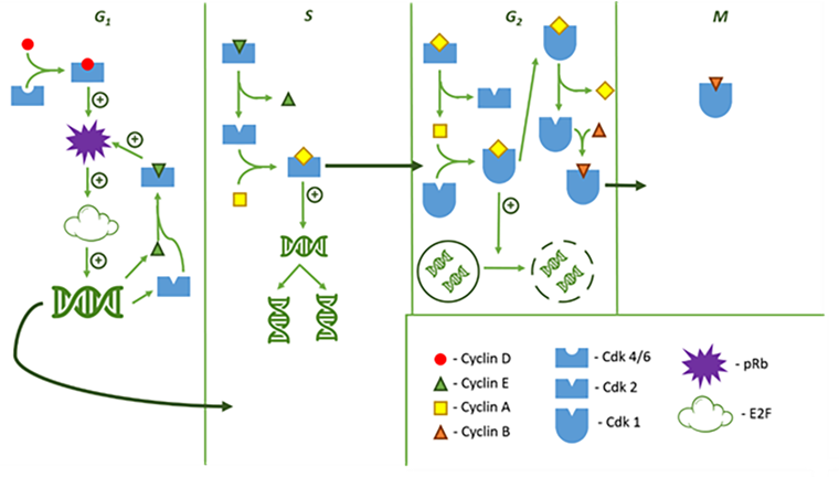 Схема взаимодействия регуляторных молекул между собой на протяжении клеточного цикла
