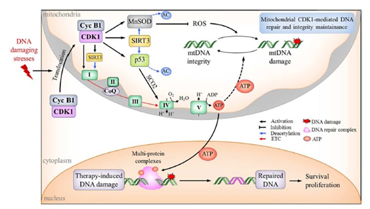 Взаимодействие митохондрии и ядра при репарации ДНК с помощью комплекса Cdk 1–циклин B