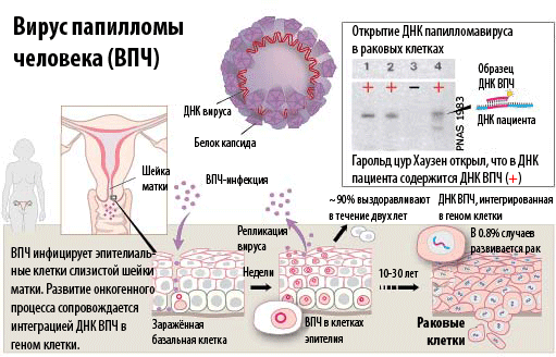 hpv vírus mikrobiológia)