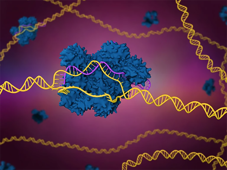 Терапия серповидноклеточной анемии, в которой используется система редактирования генома CRISPR-Cas9