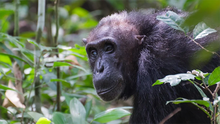 Пожилая самка шимпанзе (Pan troglodytes) пробирается через заросли национального парка Кибале, Уганда