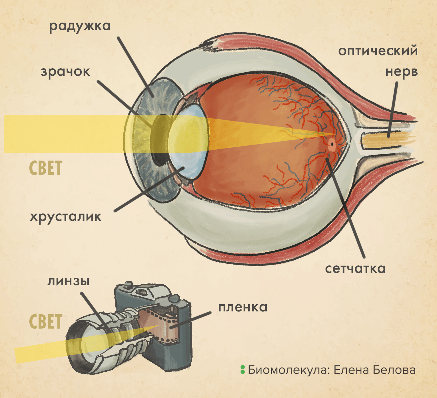 Сходство оптической системы глаза и аналогового фотоаппарата