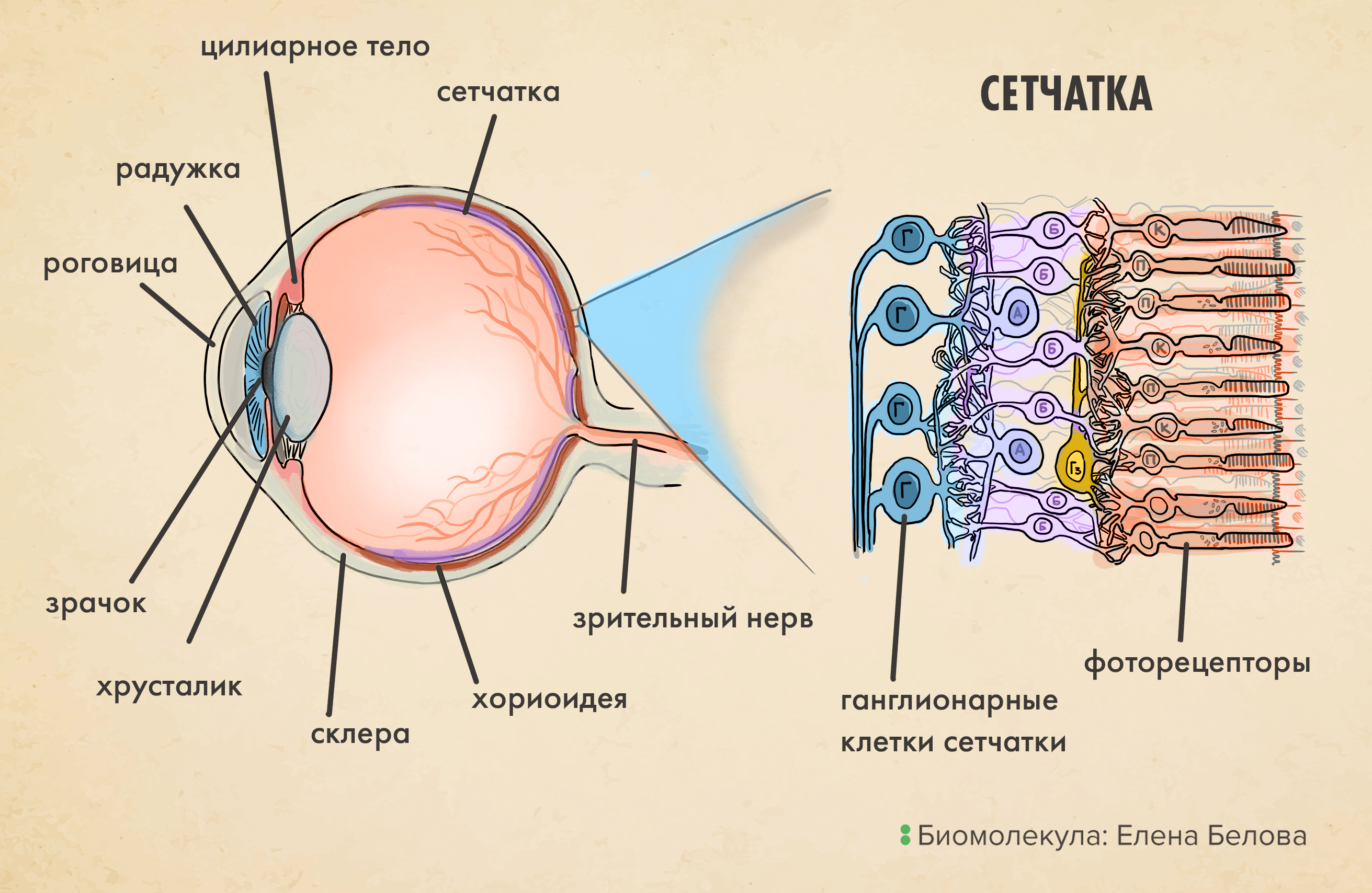 Схема строения глаза и сетчатки