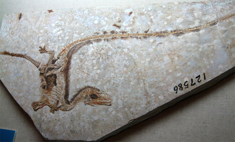 Отпечаток динозавра синозавроптерикса