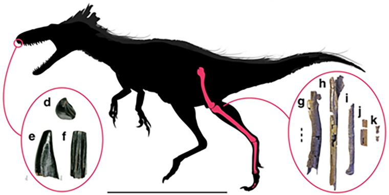 «Скелет» динозавра мороса (Moros intrepidus)