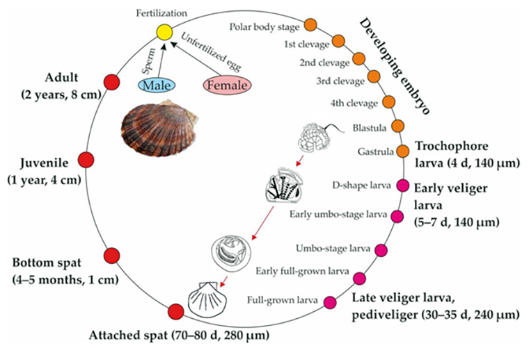 Жизненный цикл развития морского гребешка от оплодотворенной яйцеклетки до взрослой особи