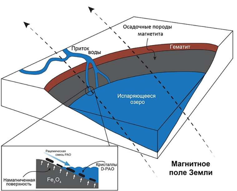 Моделирование процесса селективного отбора D-изомера РАО в озерах с магнитными отложениями
