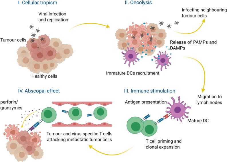 Онколитические вирусы способствуют спонтанной регрессии опухоли