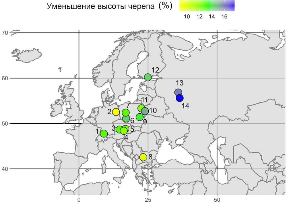 Череп (но не мозг) бурозубок уменьшается зимой сильнее у северо-восточных популяций