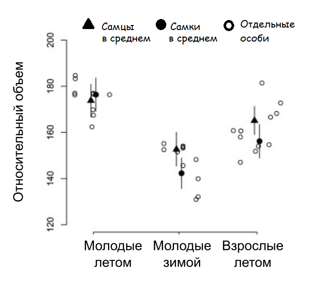 Половой диморфизм в сезонном изменении размеров мозга у бурозубок