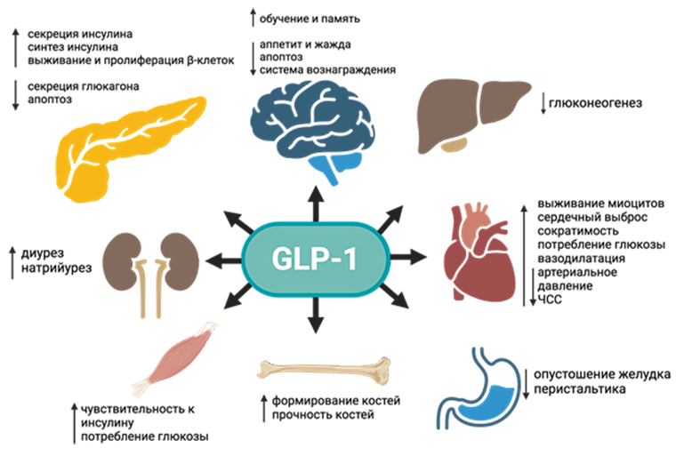 Потенциальные эффекты, которые оказывает GLP-1 на организм