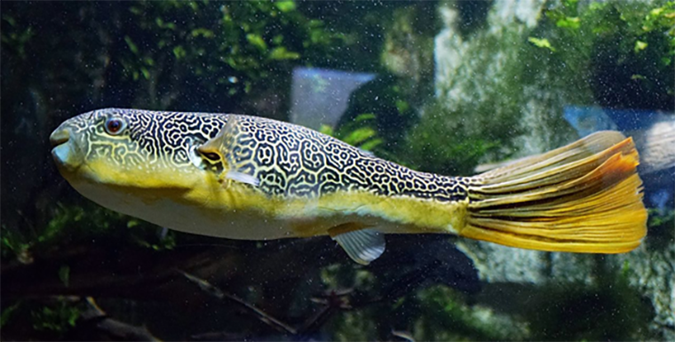 Узор окраски рыбы мбу — пример паттерна Тьюринга