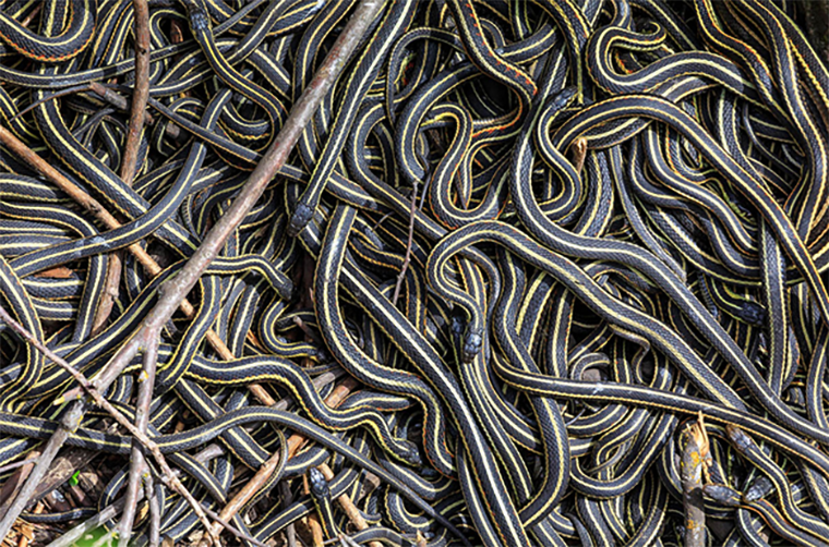 Новые исследования показывают, что подвязочные змеи собираются в сообщества, возглавляемые пожилыми самками