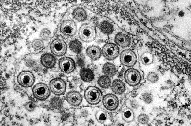 Когда несколько герпесвирусов заражают ядро клетки (показано на рисунке), они иногда обмениваются генами