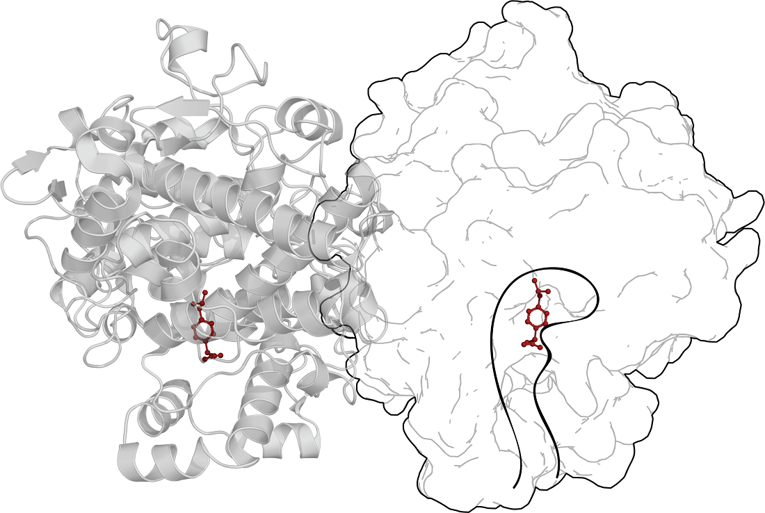 Трехмерная структура димерной формы циклооксигеназы-1 в комплексе с ибупрофеном