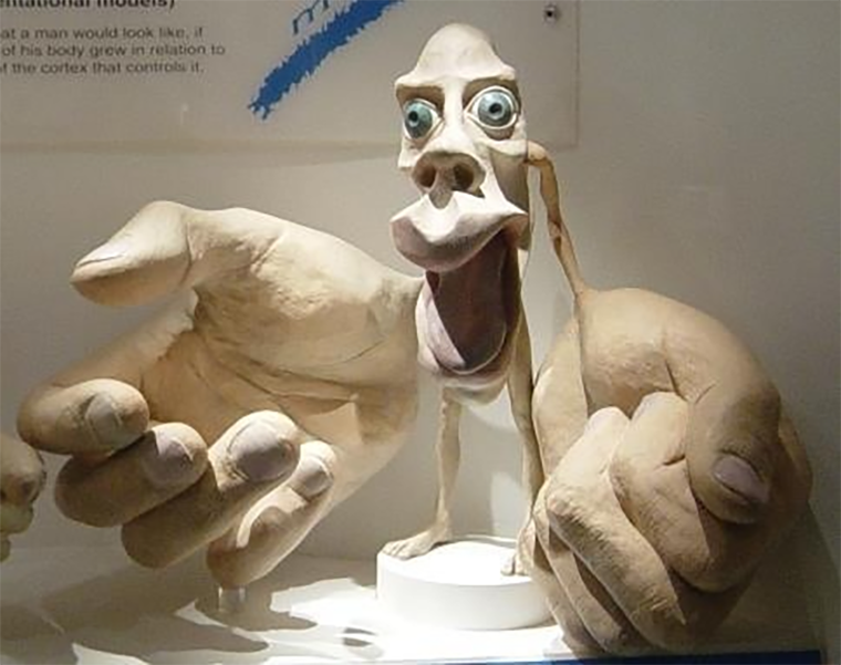 3D модель «кортикального гомункулуса» в Музее Натуральной Истории в Лондоне