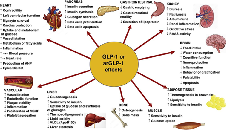 Влияние агонистов GLP-1 на различные органы