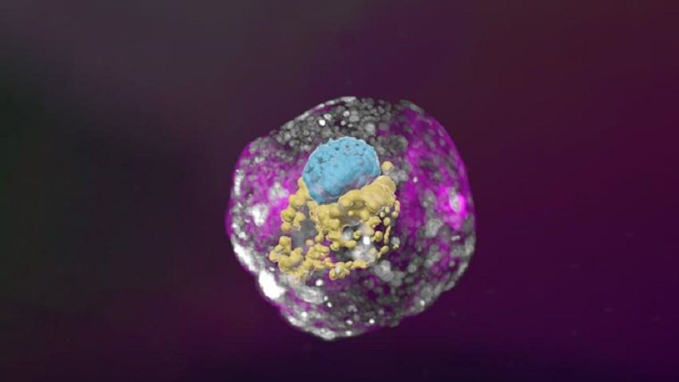 Трехмерное изображение эмбрионоподобной структуры, полученной группой института Вейцмана