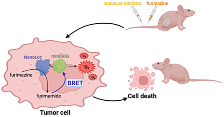 Схема образования АФК в раковой клетке после введения в кровоток белка NanoLuc-miniSOG и субстрата люциферазы фуримазина