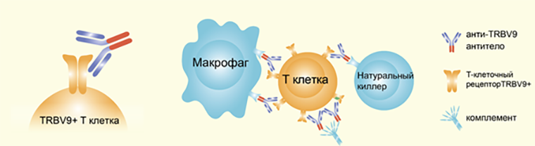 Механизм действия цитотоксического антитела